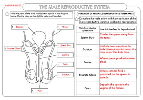 Gcse Biology Human Reproduction Worksheet Pack Teaching Resources Gambaran