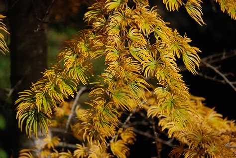 Stunning Fall Color Of Golden Larch What Grows There Hugh Conlon