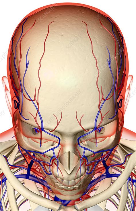 The Blood Supply Of The Head And Face Stock Image F0017896