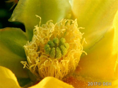 The greatest range of the jumping cholla is the entire of sonora, except the sierra madre occidental cordillera on the east and northern california. Texas Cactus... In Poteet, Texas | Photography Amino