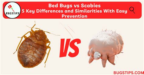 Scabies Vs Bed Bugs What Are The Differences Pestseek