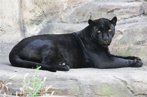 43 Top Photos Big Cats List Panthers Blog Fuad Informasi Dikongsi