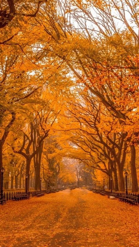 Autumn Path Nature Way Hd Phone Wallpaper Peakpx