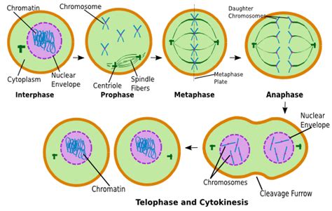 Anaphase Definition And Concept Video And Lesson Transcript