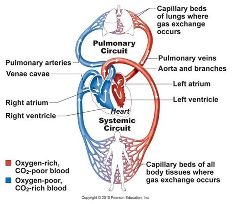 Project: Cardiovascular System
