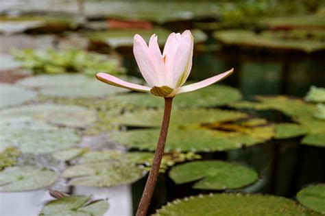 Each indoor plant is given its main common name used and botanical/scientific name. Different Kinds of Plants You Absolutely Had No Clue About ...