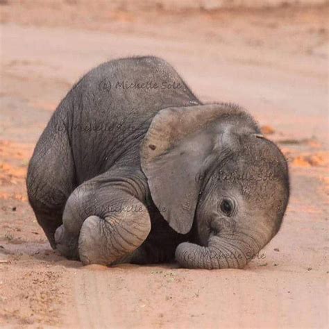 Wildlife Nature Animals 🦁 On Instagram Newborn Baby Elephant 🐘