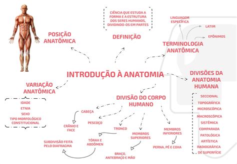 Mapa Mental Introdução à Anatomia 2 Anatocast