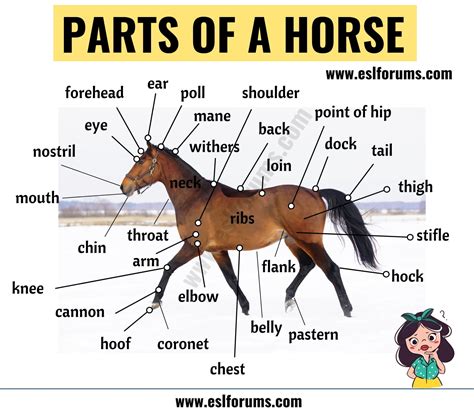 Horse Anatomy Different Parts Of A Horse In English Esl Forums