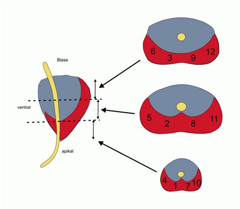 Explains prostate problems including prostatitis and benign prostatic hyperplasia. Prostata-Ca: Diagnostik