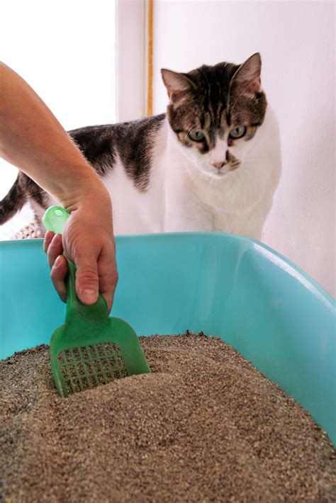 Can Two Male Cats Share A Litter Box Cat Meme Stock Pictures And Photos
