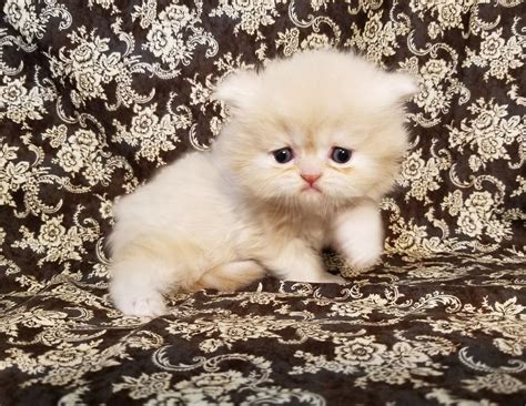 Available Kittens Kittens Persian Kittens For Sale Persian Kittens
