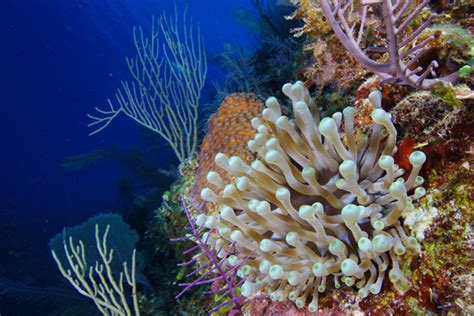 Protecting Cubas Abundant Coral Reefs Sailors For The Sea