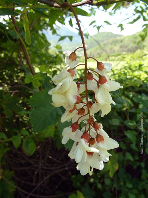 I fiori bianchi simboleggiano da sempre la purezza: In nome dei fiori: Grappoli di fiori bianchi di Robinia
