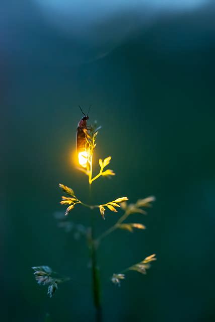 Firefly Experience Photographs Of Lightning Bugs And Photos Of Fireflies Firefly Macro Close