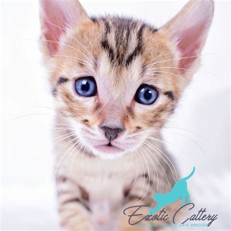 We have young persian kittens male and female potty raised and sweet and loving temperament. Luxe - SBT Male | Kitten for sale, Savannah chat, Savannah ...