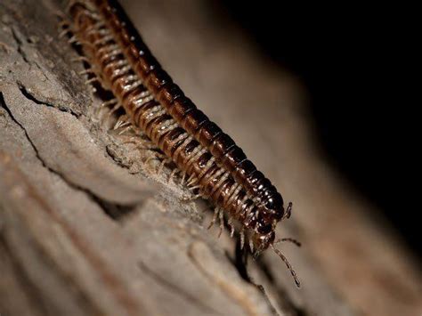What You Need To Know About Centipedes