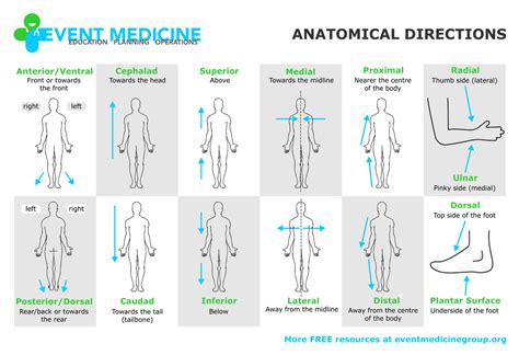 What Are Anatomical Directions The Most Trusted Answers