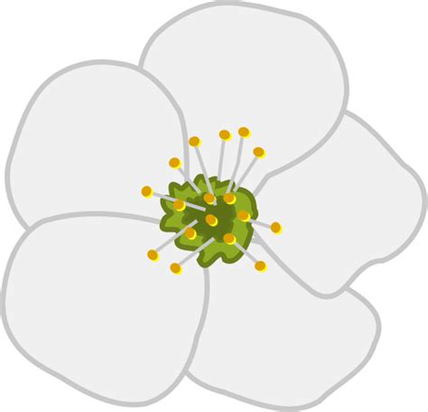 Apple Blossoms Clipart 20 Free Cliparts Download Images On Clipground