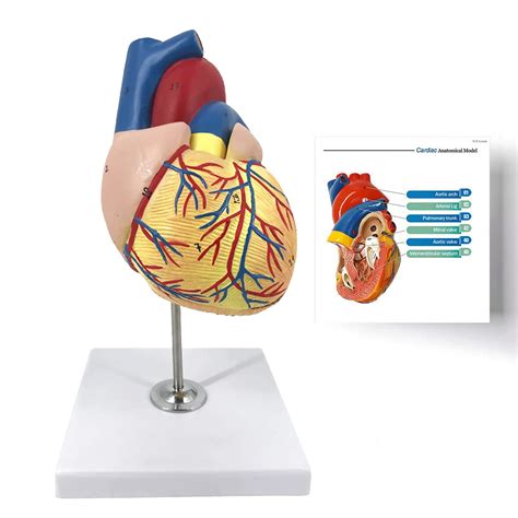 Buy Iksvmsis Heart Model Anatomy Human Heart Model For Medical