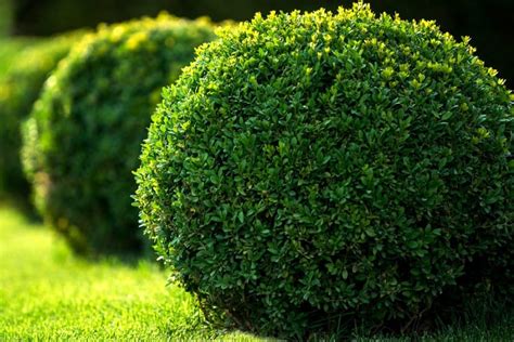 12 Best Low Maintenance Evergreen Shrubs For Front Of House