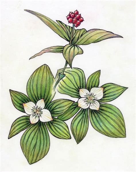 bunchberry | Flower tattoo, Lotus flower tattoo, Illustration art