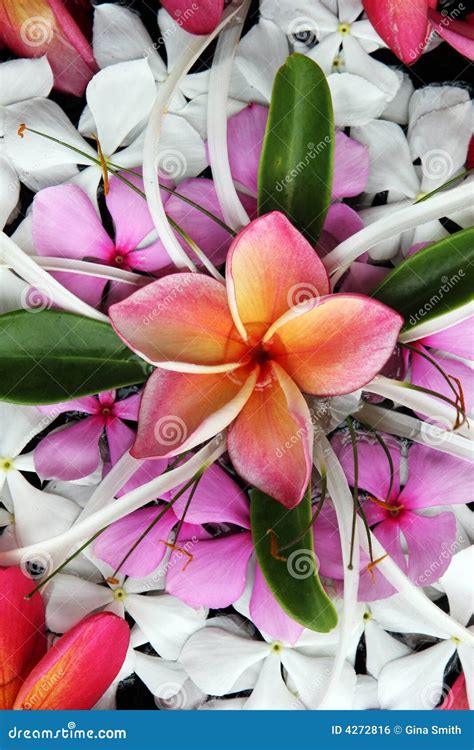 Beautiful Tropical Flowers Stock Photo Image Of Horticulture 4272816