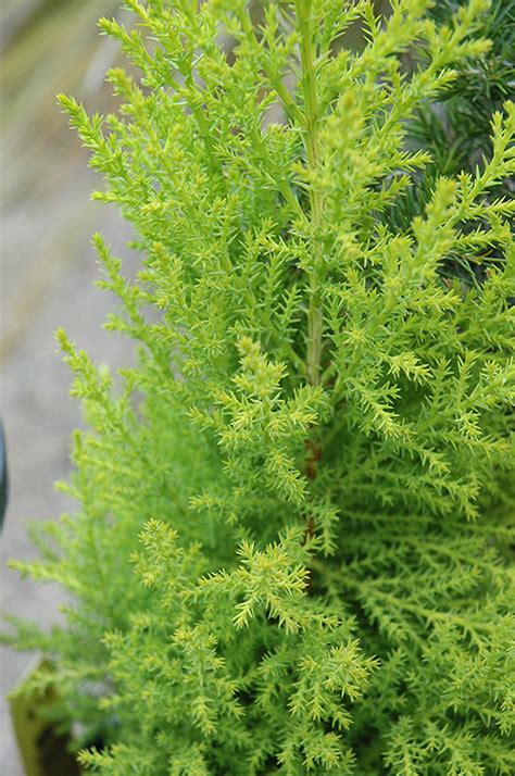 Wilma Goldcrest Monterey Cypress Cupressus Macrocarpa Wilma Goldcrest