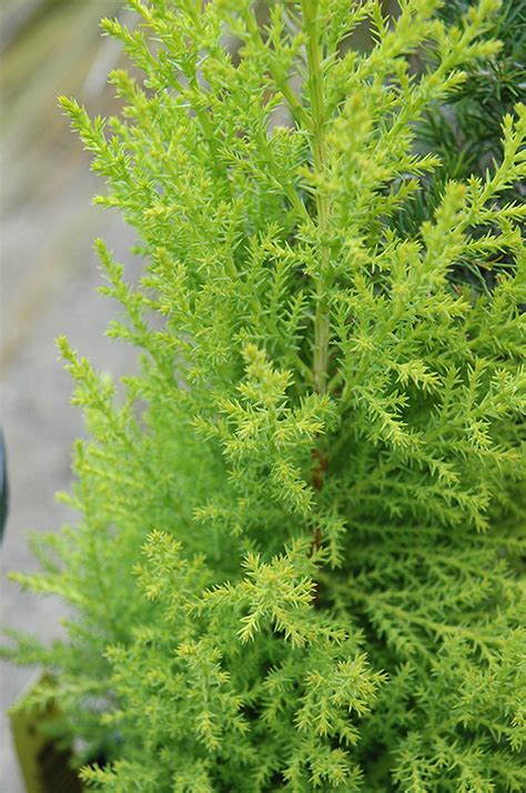 Free delivery for many products! Wilma Goldcrest Monterey Cypress (Cupressus macrocarpa ...