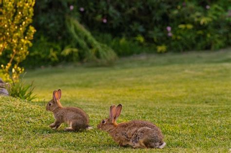 Sur le sujet des chats et des dégâts qu'ils peuvent causer, oubliez les jurons de charretiers pour arriver à vos fins, et utilisez plutôt. Comment éloigner les lapins du potager et du jardin ...