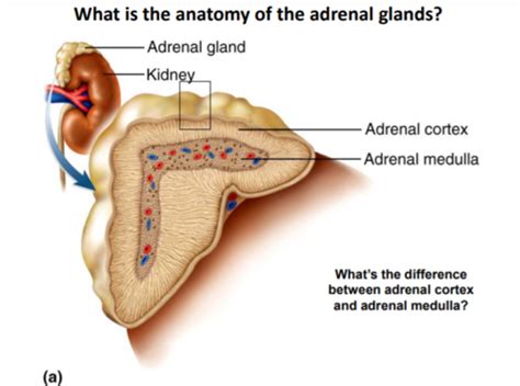 adrenal glands flashcards quizlet