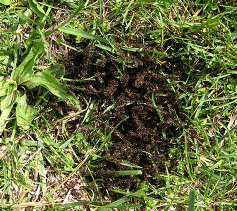 They do not ask permission for a person, building their houses on his plantations, beds with carrots and it is easy to remove garden ants at an early stage of infection, but when it becomes several times larger, it can become a big problem. Garden Pests and Treatments - The Gardening Bible