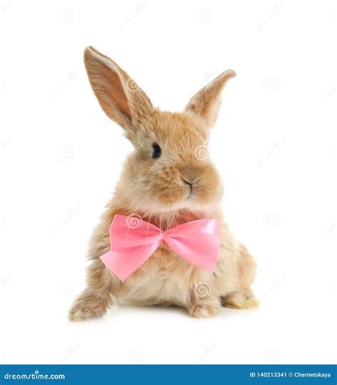 Adorable Furry Easter Bunny With Cute Bow Tie Stock Image Image Of
