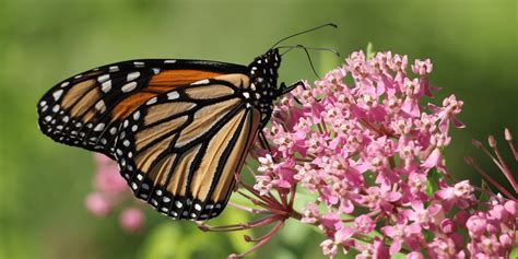 5 Ways You Can Help Eastern Monarchs The National Wildlife Federation