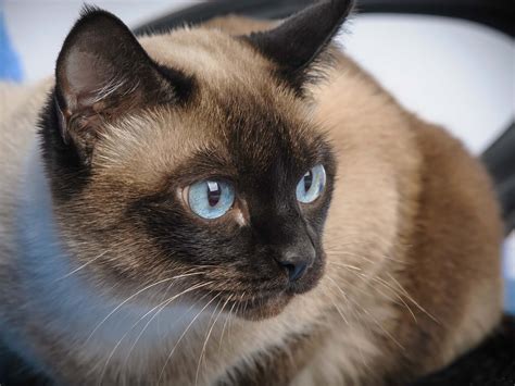 Finden sie alle informationen über die siamkatze im zooplus magazin! Beliebte Katzenrassen für die Wohnungshaltung: Siamkatze ...