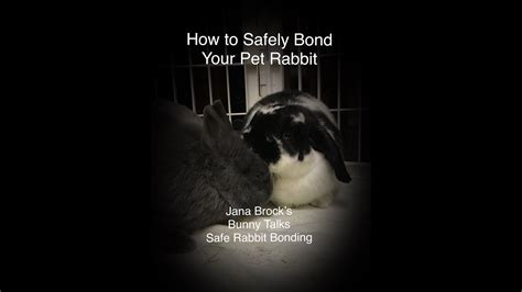 How To Safely Bond Your Pet Rabbit Youtube