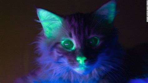 Cyborg Bugs And Glow In The Dark Cats How Were Engineering Animals