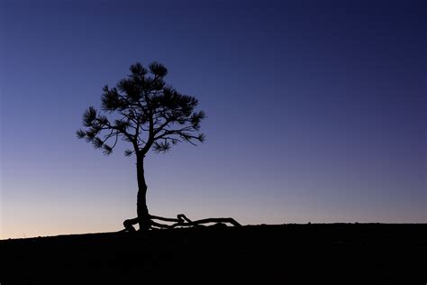 Wallpaper Simple Background Dusk Pine Trees Bryce Canyon National