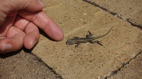 How To Get Rid Of Lizards In The House And Yard A Complete Guide 2021