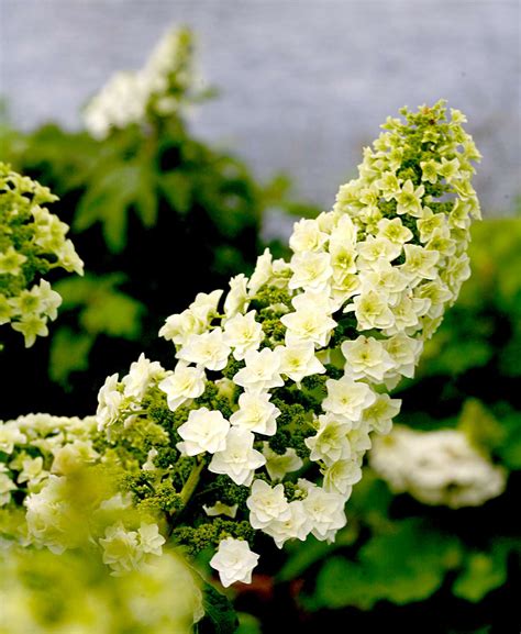 Best White Hydrangea Varieties Better Homes And Gardens