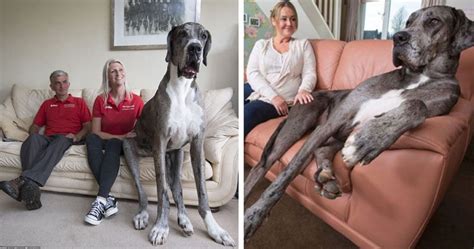 Great dane breeders and veterinarian recommend at least 23% of protein and 12 % of fat in their diet. Freddy The 7-Foot Great Dane Is The Tallest Dog In The ...
