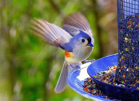 See more ideas about animal pictures, cute animals, animals beautiful. Cool Animals Pictures: Cool Animals And Birds HQ Photo Gallery