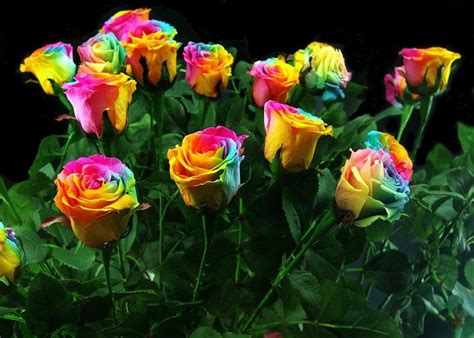100pcsbag Rare Holland Rainbow Rose Seed Flowers Lover Colorful