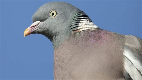 In Pictures Top British Garden Birds Revealed Bbc Newsround