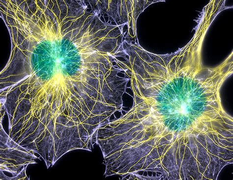 Studying Cells