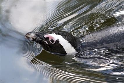 However, the emperor penguin feeds on squid, fish or krill that reside deep under water, so this species of penguin can hold its breath for up to 20 minutes. Penguins - extreme divers