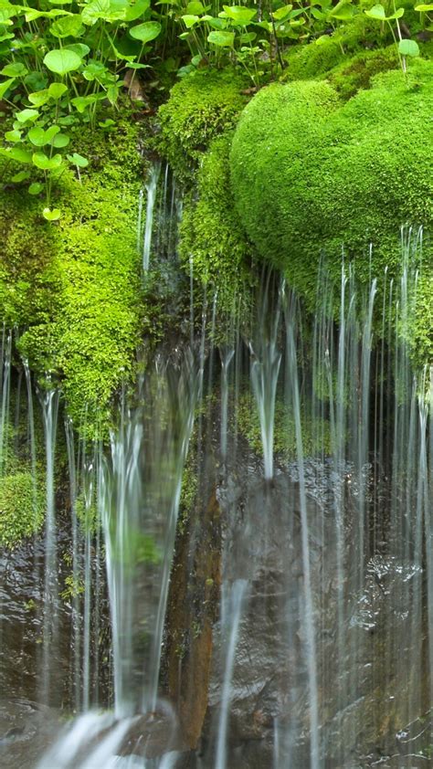 Waterfall And Moss Shenandoah National Park Virginia Usa Windows