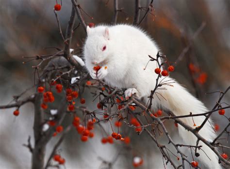 Rare Albino Squirrel Hugging Itself Raww