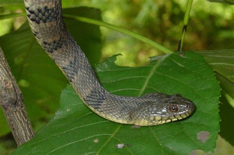 Water Snakes In Tennessee 9 Species With Pictures Wildlife Informer