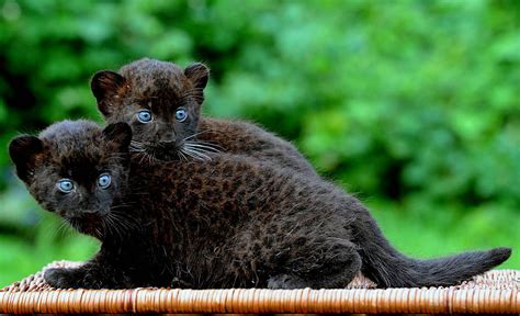 Black Panthers Cubs At The Berlin Zoo Framework Photos
